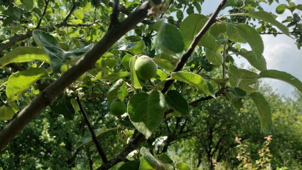 Predaj krásnej rovinatej záhrady s ovocnými stromami.