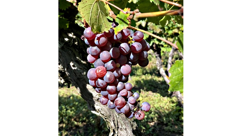 Vinohrad so záhradným domčekom a dvomi pivnicami