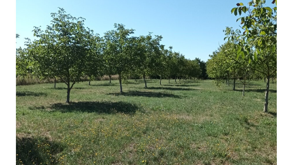 Na predaj záhrada , obec Budince, okres  Michalovce