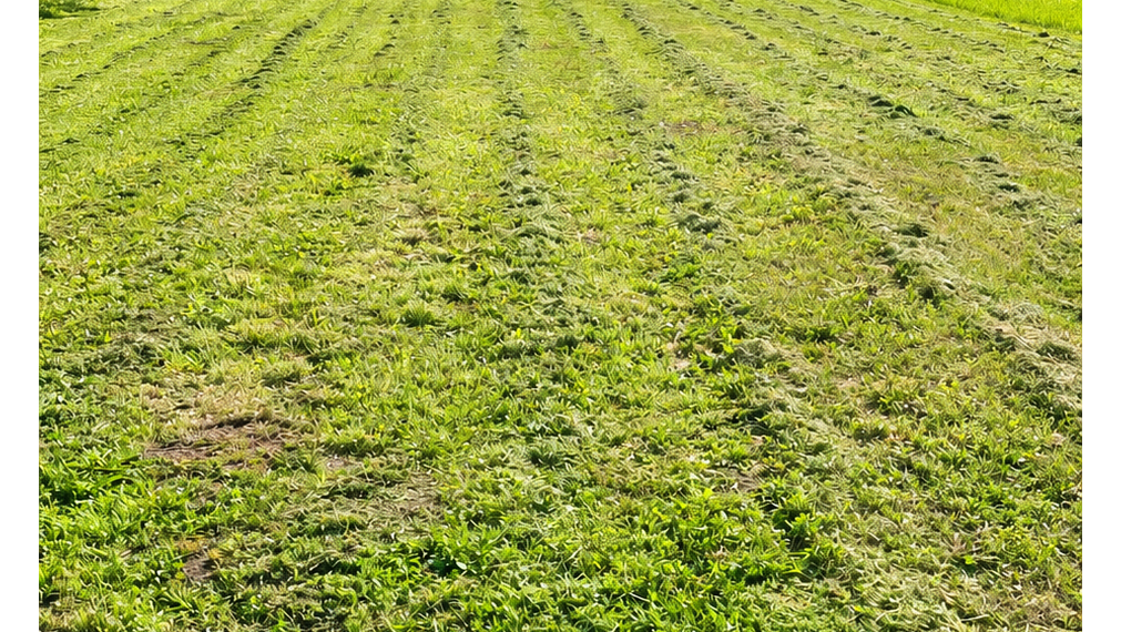 Na predaj pozemok 520-4000 m2 Novozámocká ulica v Nitre ideálny na bývanie