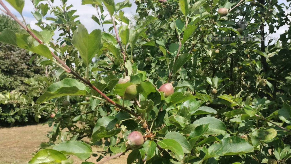 Predaj krásnej rovinatej záhrady s ovocnými stromami.