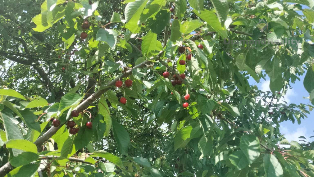 Predaj krásnej rovinatej záhrady s ovocnými stromami.