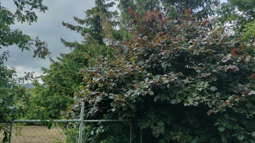 Predaj krásnej rovinatej záhrady s ovocnými stromami.