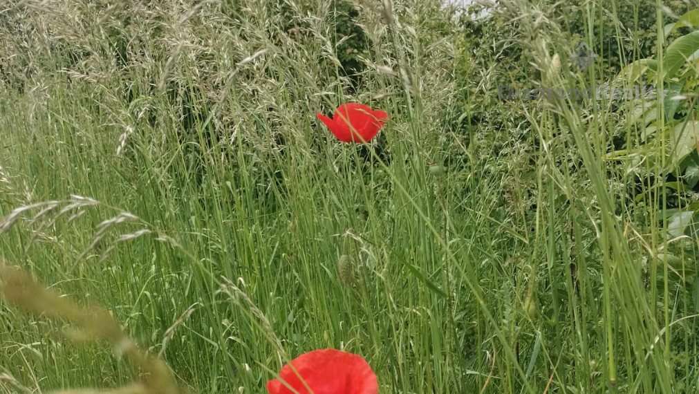Predaj krásnej rovinatej záhrady s ovocnými stromami.