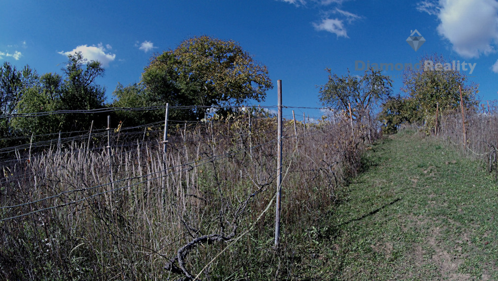Stavebný, oplotený a slnečný pozemok s vinicou v obci Janík