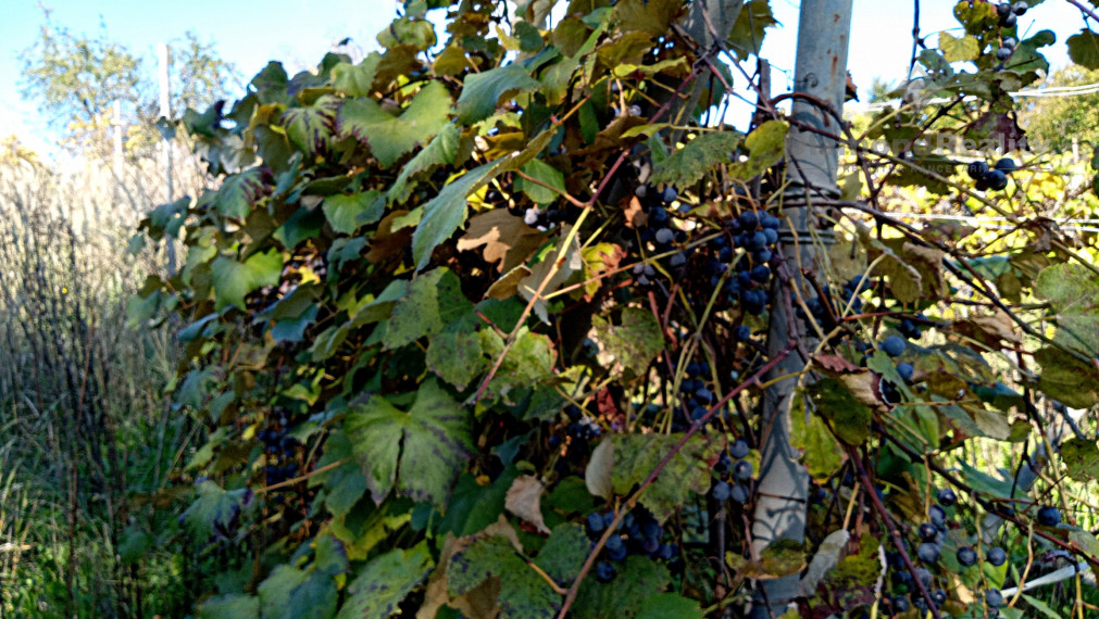Stavebný, oplotený a slnečný pozemok s vinicou v obci Janík