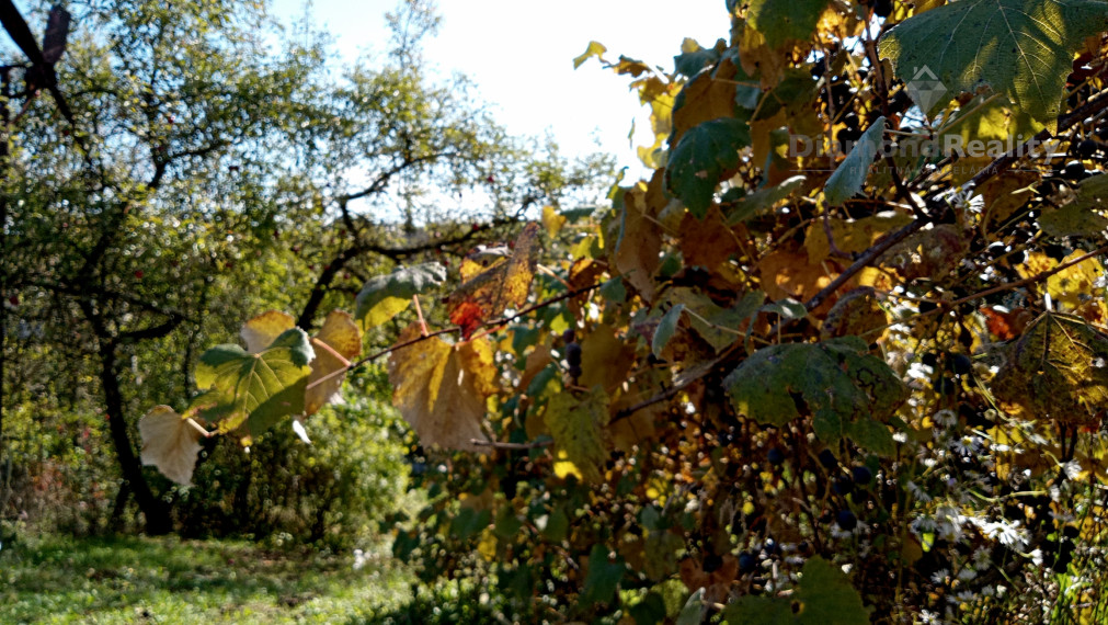 Stavebný, oplotený a slnečný pozemok s vinicou v obci Janík