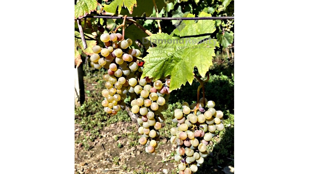 Záhradný domček s vinohradom