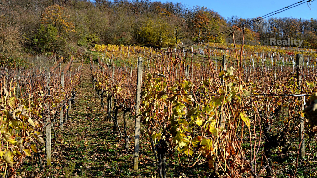 Záhradný domček s vinohradom