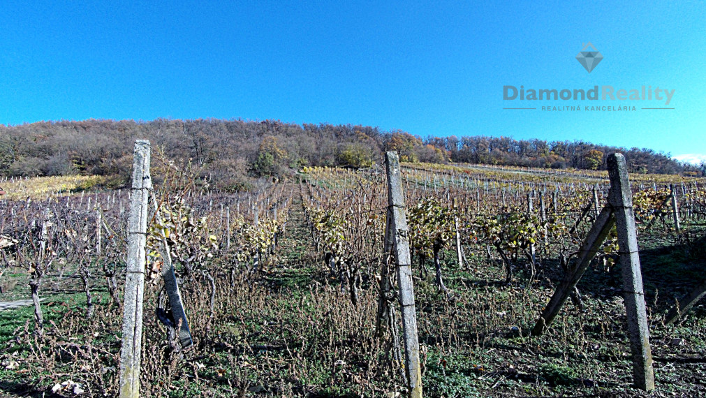 Záhradný domček s vinohradom