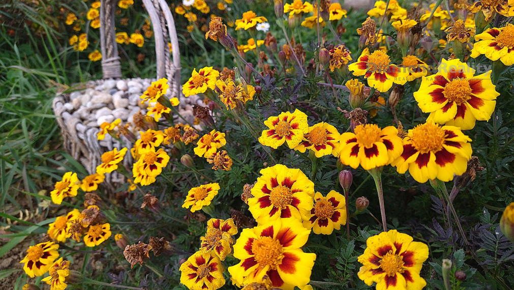 Na predaj rovinatý pozemok 40 árov, pri Trnave, Buková.