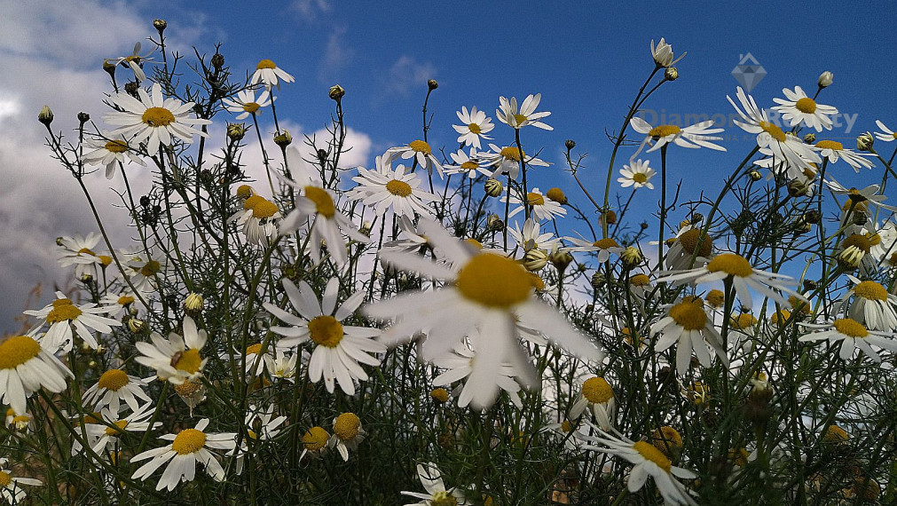 Na predaj rovinatý pozemok 40 árov, pri Trnave, Buková.