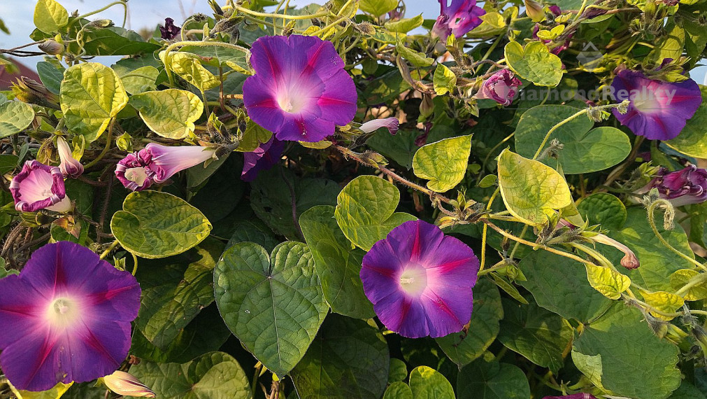 Na predaj rovinatý pozemok 40 árov, pri Trnave, Buková.