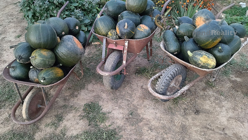 Na predaj rovinatý pozemok 40 árov, pri Trnave, Buková.