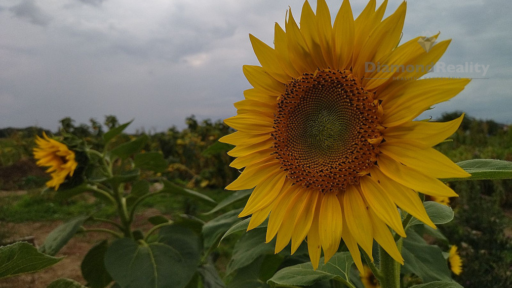 Na predaj rovinatý pozemok 40 árov, pri Trnave, Buková.