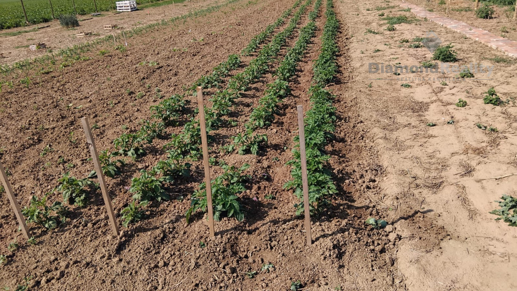 Na predaj rovinatý pozemok 40 árov, pri Trnave, Buková.