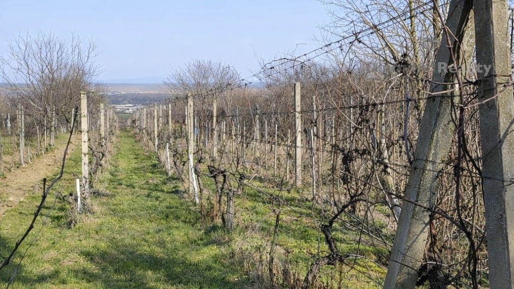 Na predaj vinohrad s murovaným domčekom v lokalite Bita – Dolné Krškany, Nitra