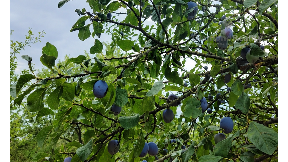 NA PREDAJ NITRA – PÁROVSKÉ HÁJE | 1 HA OVOCNÝ SAD S CHATKOU, STUDŇOU A ELEKTRINOU