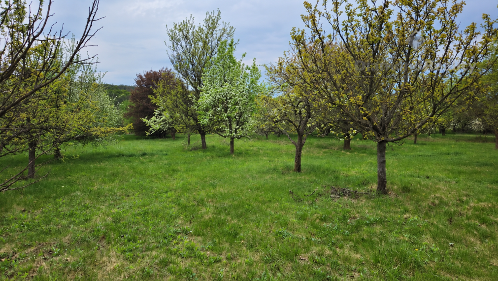 NA PREDAJ NITRA – PÁROVSKÉ HÁJE | 1 HA OVOCNÝ SAD S CHATKOU, STUDŇOU A ELEKTRINOU