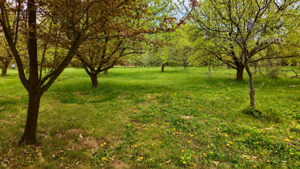 NA PREDAJ NITRA – PÁROVSKÉ HÁJE | 1 HA OVOCNÝ SAD S CHATKOU, STUDŇOU A ELEKTRINOU