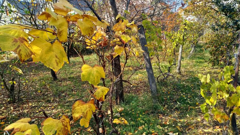 6-IZBOVÝ STARŠÍ RODINNÝ DOM S KRÁSNOU ZÁHRADOU – FORRÓ