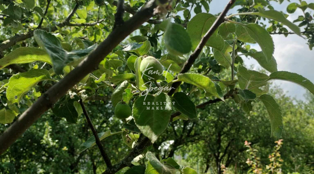 Predaj krásnej rovinatej záhrady s ovocnými stromami.