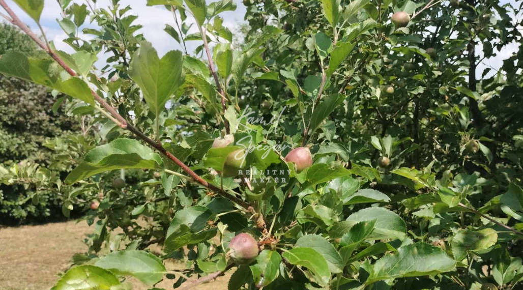 Predaj krásnej rovinatej záhrady s ovocnými stromami.