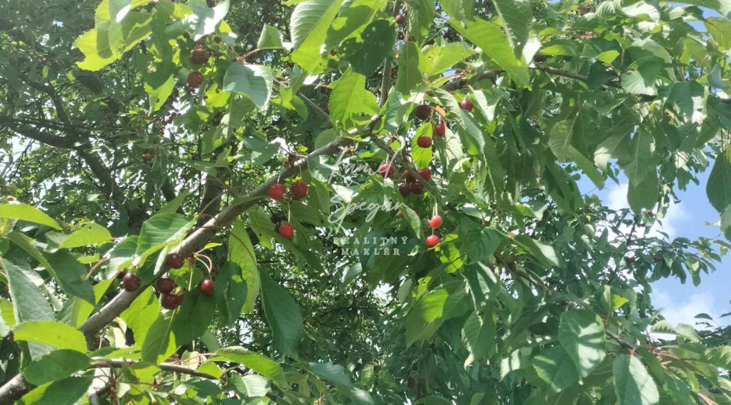Predaj krásnej rovinatej záhrady s ovocnými stromami.