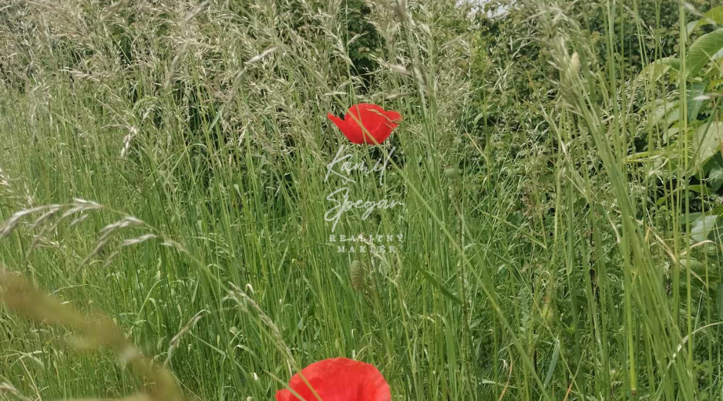 Predaj krásnej rovinatej záhrady s ovocnými stromami.