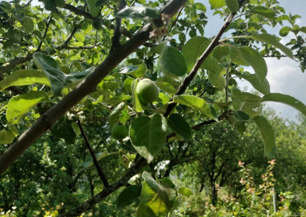 Predaj krásnej rovinatej záhrady s ovocnými stromami.
