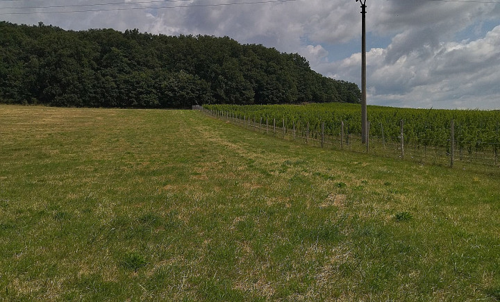 Na predaj budúci stavebný pozemok, pri Trnave, Lošonec.