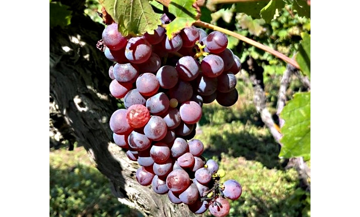 Vinohrad so záhradným domčekom a dvomi pivnicami