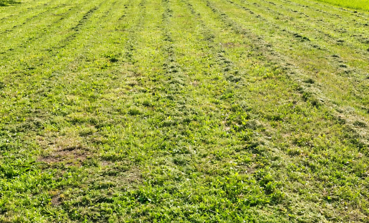 Na predaj pozemok 520-4000 m2 Novozámocká ulica v Nitre ideálny na bývanie