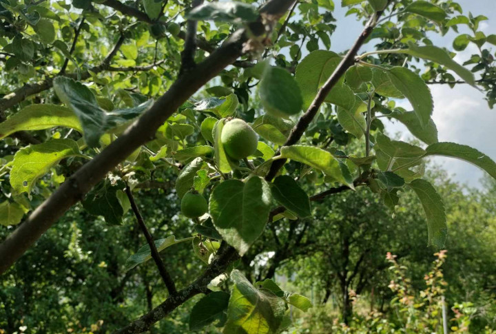 Predaj krásnej rovinatej záhrady s ovocnými stromami.
