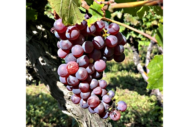 Vinohrad so záhradným domčekom a dvomi pivnicami