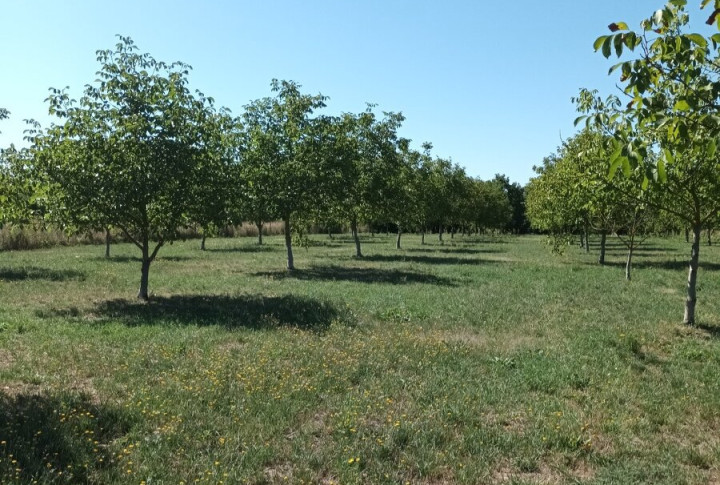 Na predaj záhrada , obec Budince, okres  Michalovce